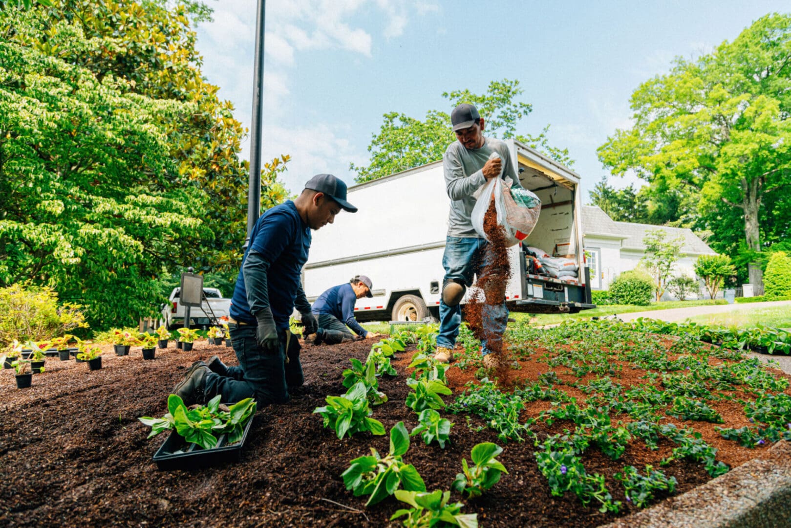 Gardeners planting and mulching in residential area.