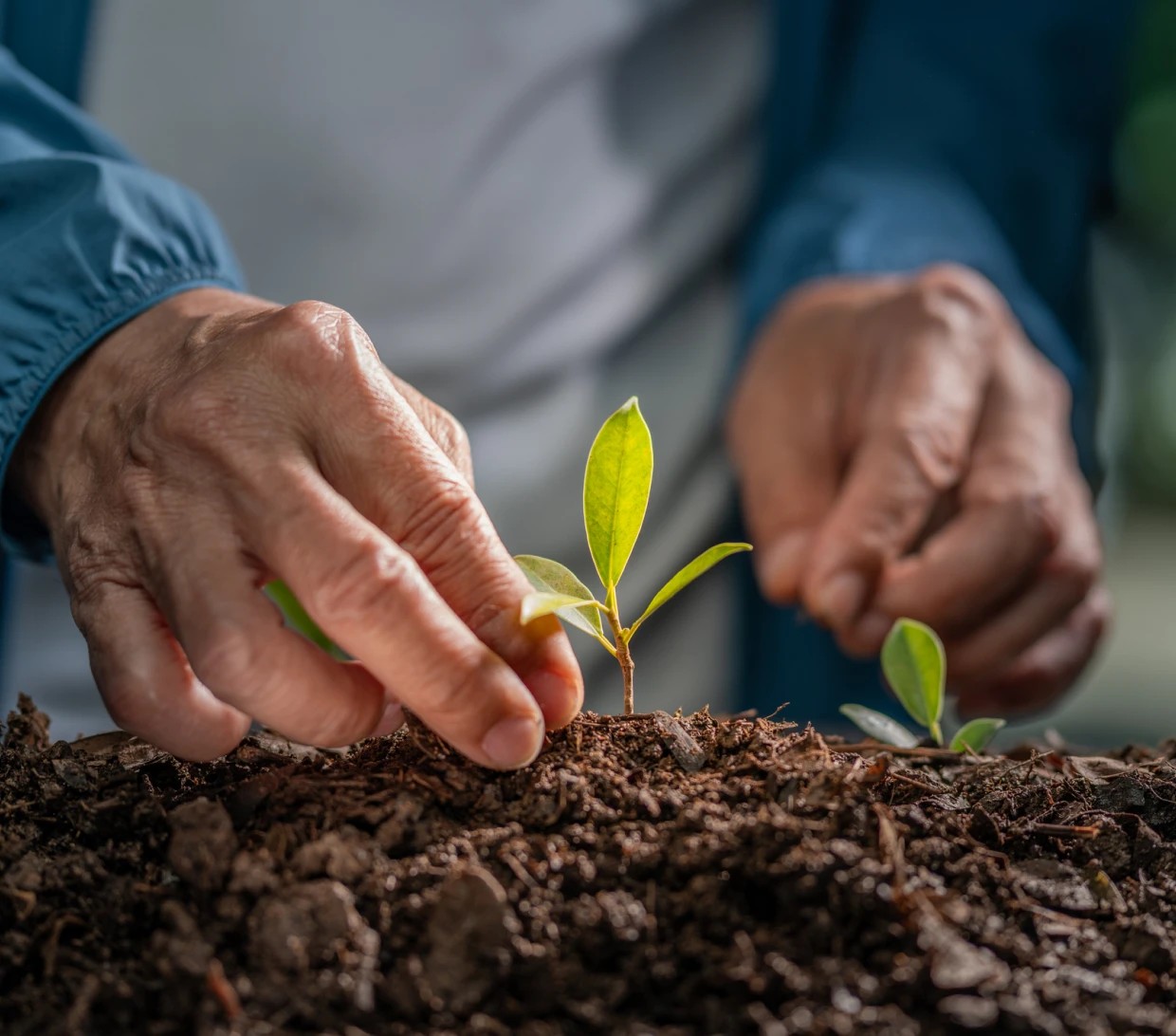 Hands planting small green seedling in soil.