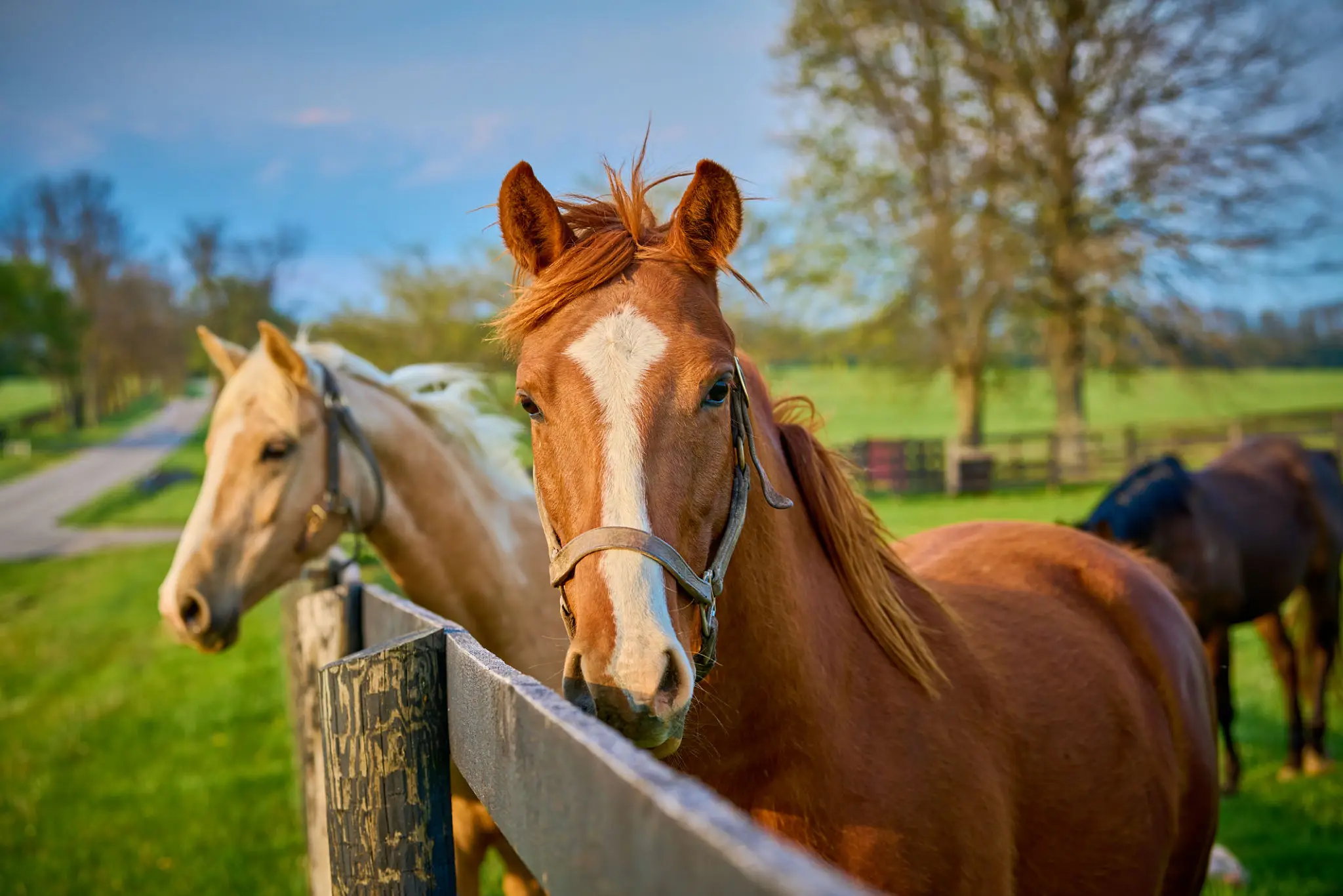 Chestnut horse with halter at pasture fence