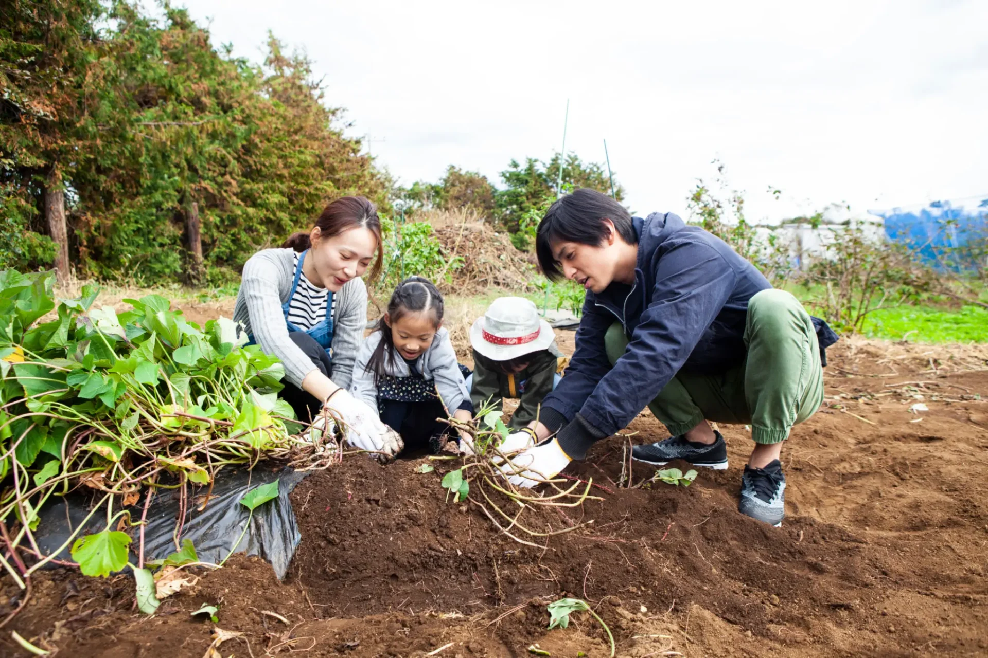 Family harvesting vegetables together in garden