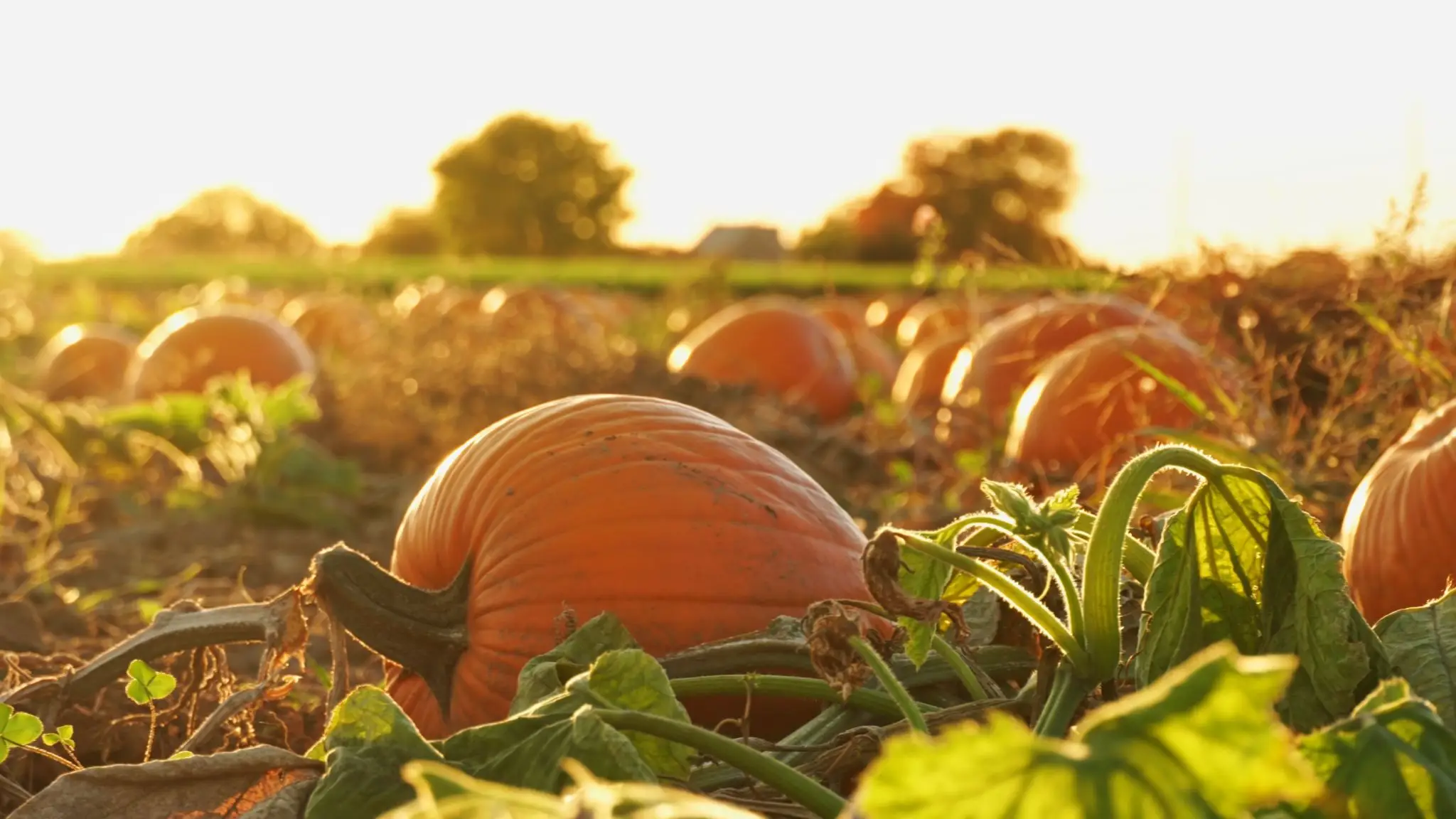 Pumpkin patch bathed in golden sunset light
